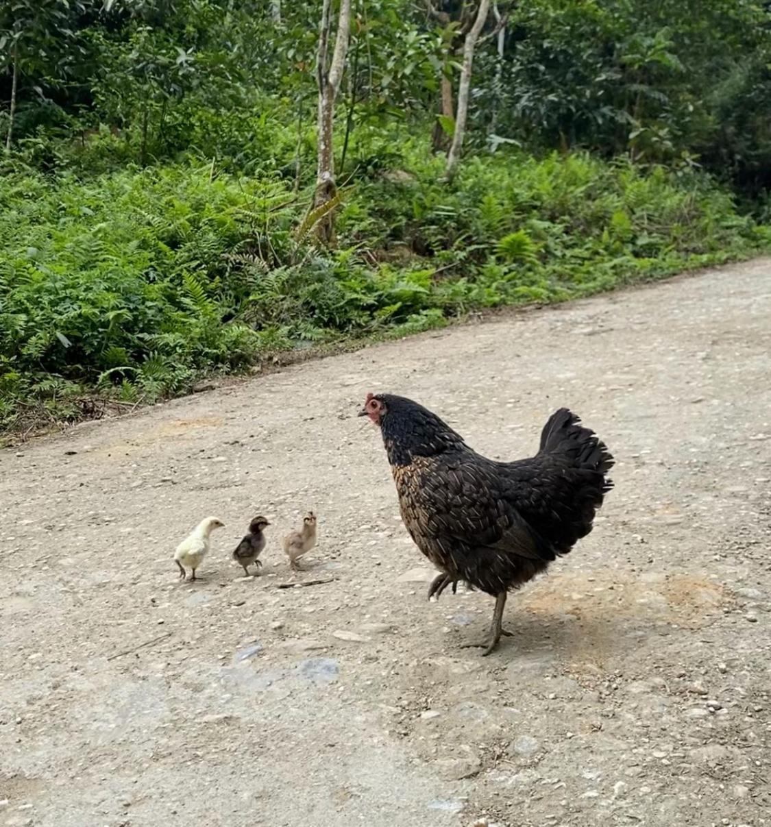 Bikki'S Jungle Homestay Ha Giang Luaran gambar