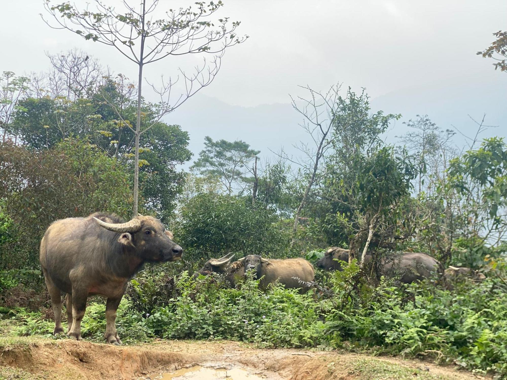 Bikki'S Jungle Homestay Ha Giang Luaran gambar